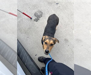 German Shepherd Dog-Unknown Mix Dogs for adoption in Oklahoma City, OK, USA