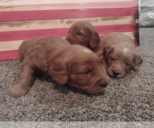 Goldendoodle Puppy for sale in SONORA, KY, USA