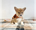 Small #3 Pembroke Welsh Corgi