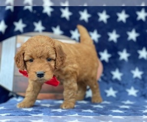 Double Doodle Puppy for sale in LANCASTER, PA, USA