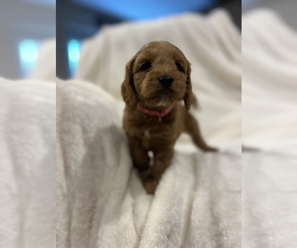 Medium Photo #3 Cockapoo (Miniature) Puppy For Sale in LOGAN, IA, USA