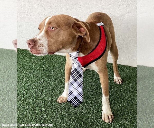 Medium Photo #3 American Staffordshire Terrier-Unknown Mix Puppy For Sale in San Diego, CA, USA