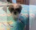 Small Photo #15 Shih Tzu Puppy For Sale in FORT WORTH, TX, USA