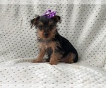 Small Photo #5 Yorkshire Terrier Puppy For Sale in LAKELAND, FL, USA