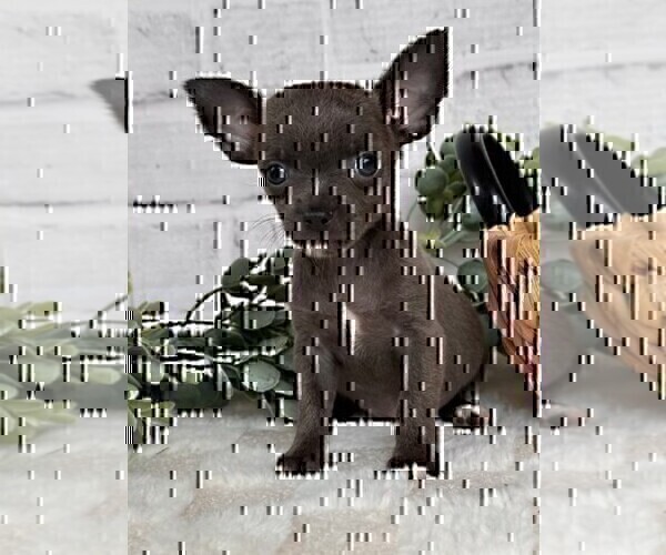 Medium Photo #28 Chihuahua Puppy For Sale in DELRAY BEACH, FL, USA