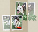 Small #7 American Staffordshire Terrier Mix