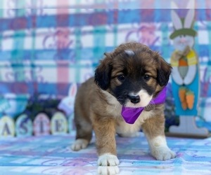 Border Collie-Golden Retriever Mix Puppy for sale in LANCASTER, PA, USA