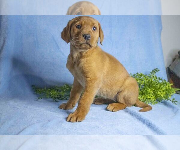 Medium Photo #1 Labrador Retriever Puppy For Sale in MILLERSBURG, OH, USA