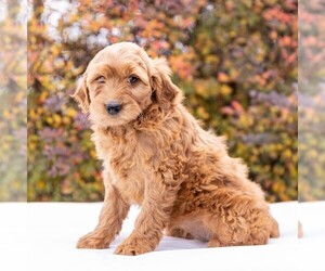 Goldendoodle-Poodle (Miniature) Mix Puppy for sale in MYERSTOWN, PA, USA