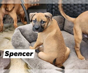 American Pit Bull Terrier-American Staffordshire Terrier Mix Dogs for adoption in Marine City, MI, USA
