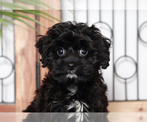Cavapoo Puppy for sale in NAPLES, FL, USA