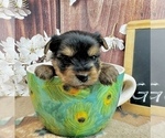 Small #3 Yorkshire Terrier