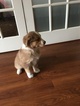 Small Photo #12 Australian Shepherd Puppy For Sale in GILMER, TX, USA