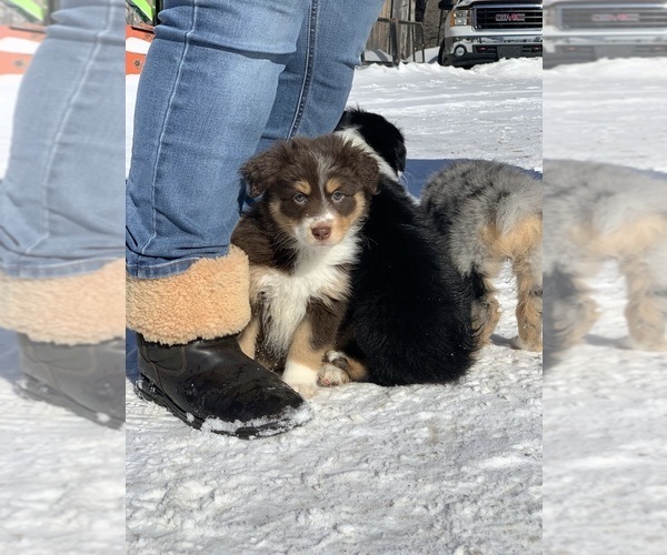 Medium Photo #6 Australian Shepherd Puppy For Sale in WHITINGHAM, VT, USA