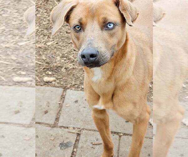 Medium Photo #6 Jack-A-Bee Puppy For Sale in Bloomingdale, NJ, USA