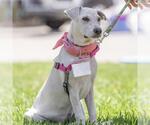 Small #12 Labrador Retriever Mix