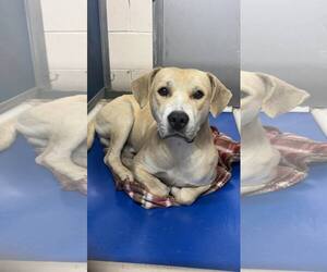 Mutt Dogs for adoption in Shelburne, VT, USA