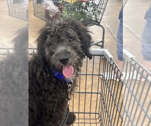 Goldendoodle Puppy for sale in DRESDEN, TN, USA