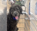 Image preview for Ad Listing. Nickname: Rocco