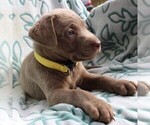 Small Photo #3 Labrador Retriever Puppy For Sale in CHARLOTT HALL, MD, USA