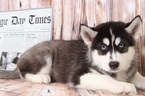 Small Photo #1 Siberian Husky Puppy For Sale in BEL AIR, MD, USA