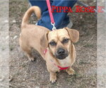 Small #9 Dachshund Mix