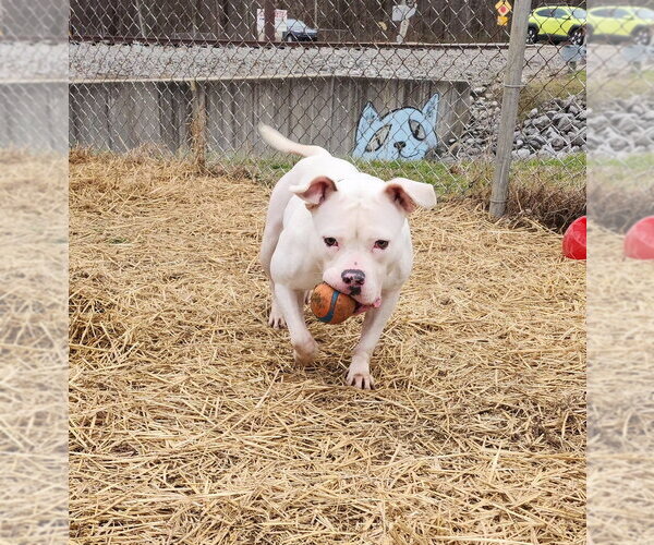 Medium Photo #18 American Pit Bull Terrier-Unknown Mix Puppy For Sale in Evansville, IN, USA