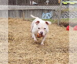 Small #17 American Pit Bull Terrier Mix