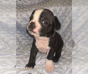 Boston Terrier Puppy for sale in WITTMANN, AZ, USA