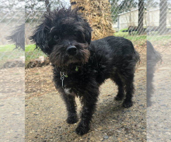 Medium Photo #1 Poodle (Miniature)-Unknown Mix Puppy For Sale in Clarkston, MI, USA