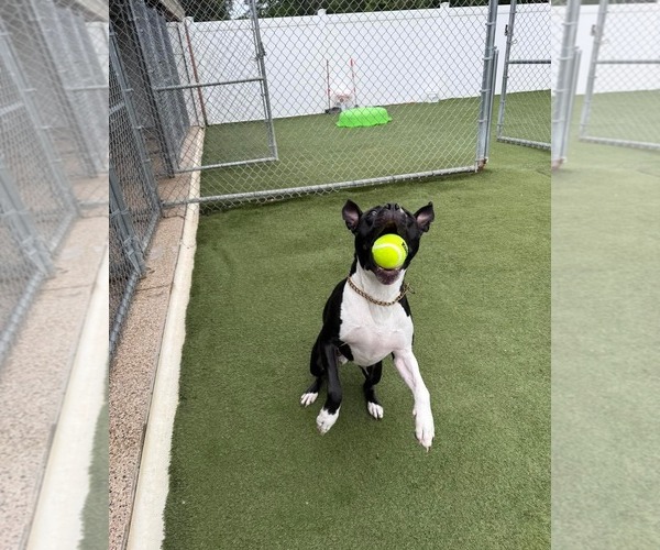 Medium Photo #3 American Pit Bull Terrier-American Staffordshire Terrier Mix Puppy For Sale in Holly Springs, NC, USA