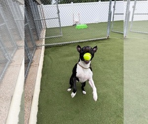 Company - Male American Pit Bull Terrier-American Staffordshire Terrier Mix Dog for Adoption - Photo #3