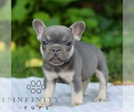 Small #2 French Bulldog