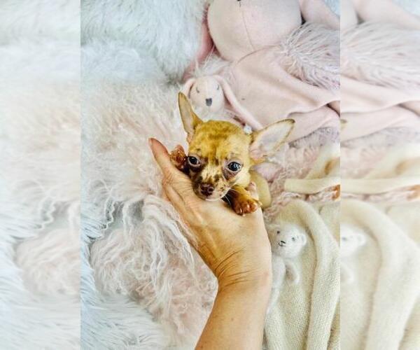 Medium Photo #7 Chihuahua Puppy For Sale in ORLANDO, FL, USA