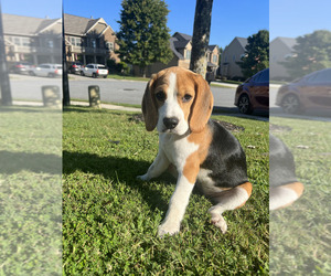 Beagle Dog for Adoption in DACULA, Georgia USA
