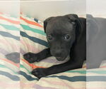 Small #2 Labrador Retriever Mix