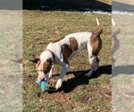 Small Photo #2 American Pit Bull Terrier Puppy For Sale in Augusta, WV, USA