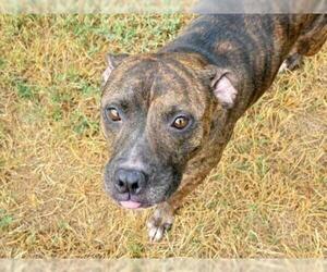 Mutt Dogs for adoption in Tulsa, OK, USA