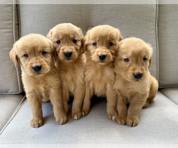 Medium Photo #1 Golden Retriever Puppy For Sale in FAIR HAVEN, MI, USA