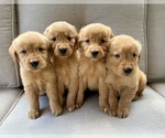 Small Golden Retriever
