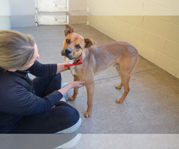 Medium Photo #3 Black Mouth Cur-Unknown Mix Puppy For Sale in McKinney, TX, USA