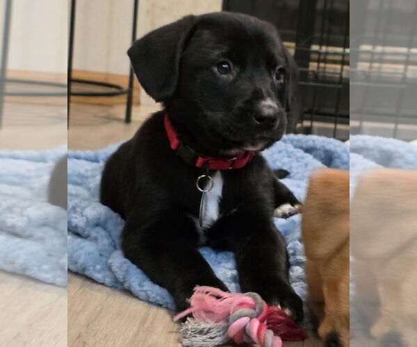 Medium Photo #1 Labbe Puppy For Sale in Princeton, MN, USA