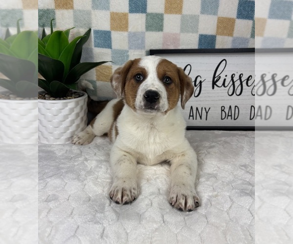Medium Photo #2 Australian Cattle Dog Puppy For Sale in FRANKLIN, IN, USA