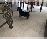 Small Photo #7 Yorkshire Terrier Puppy For Sale in TSN, AZ, USA