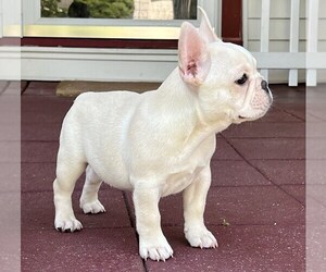 French Bulldog Puppy for Sale in BERGENFIELD, New Jersey USA