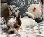 Small Photo #9 Biewer Terrier Puppy For Sale in CANBY, OR, USA