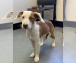 Small #3 Mutt