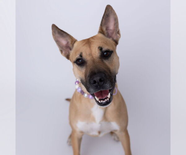 Medium Photo #3 Mutt Puppy For Sale in Fargo, ND, USA