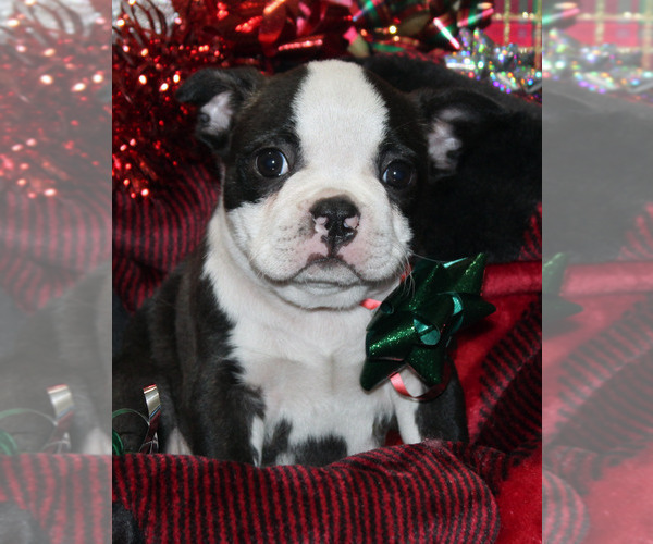 Medium Photo #1 Faux Frenchbo Bulldog Puppy For Sale in BROOKSVILLE, FL, USA