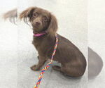 Small Chiweenie